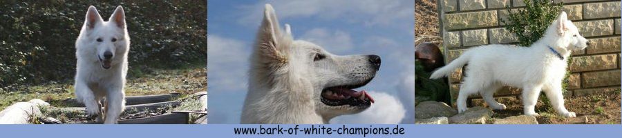 Bark of white Champions